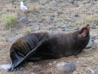 Albums/20060200-New Zealand 2006/20060314-Dunedin/51